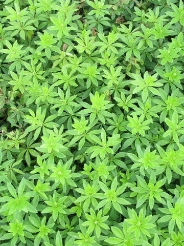  Lievevrouwebedstro (Galium Odoratum) BIO