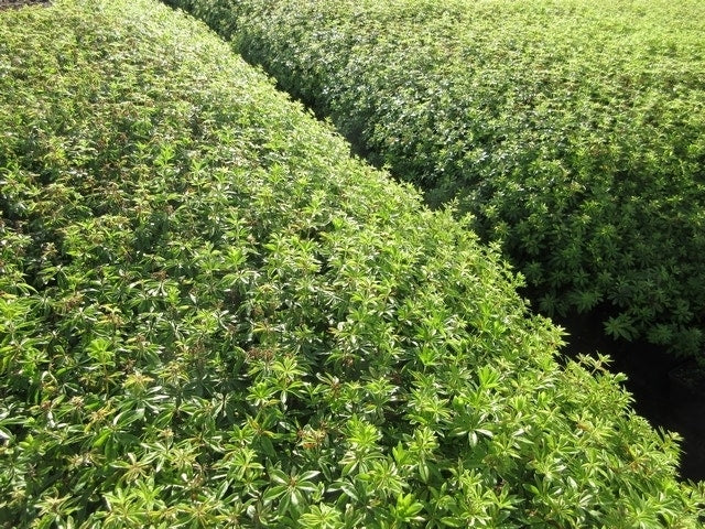  Lievevrouwebedstro (Galium Odoratum) BIO