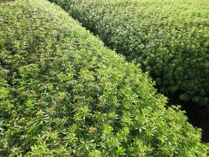  Lievevrouwebedstro (Galium Odoratum) BIO