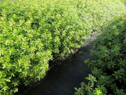  Lievevrouwebedstro (Galium Odoratum) BIO