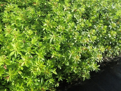  Lievevrouwebedstro (Galium Odoratum) BIO