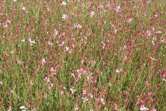  Lindheimer's Kaars (Gaura Lindheimeri 'Siskiyou Pink')