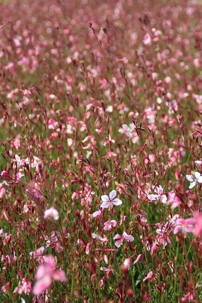  Lindheimer's Kaars (Gaura Lindheimeri 'Siskiyou Pink')