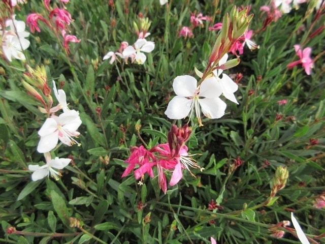  Lindheimer's Kaars (Gaura Lindheimeri 'Siskiyou Pink')