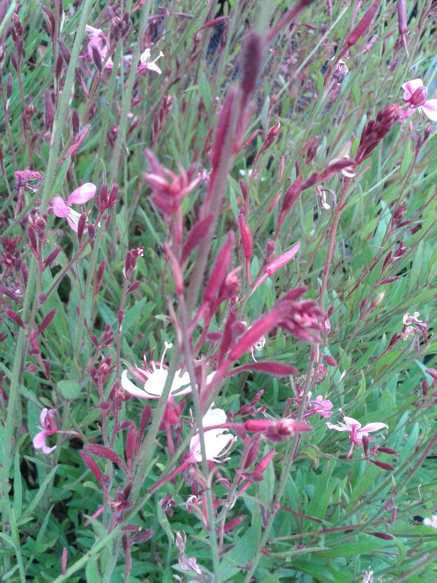  Lindheimer's Kaars (Gaura Lindheimeri 'Siskiyou Pink')