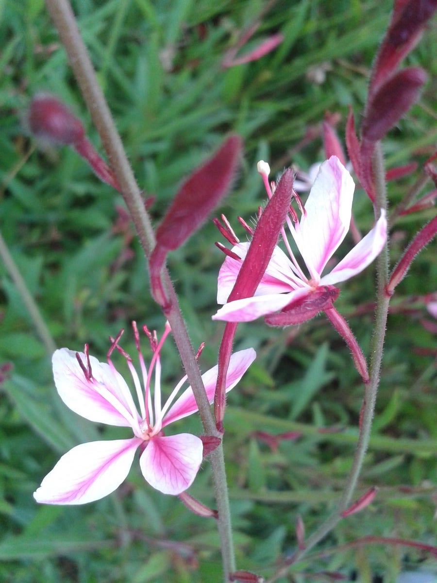  Lindheimer's Kaars (Gaura Lindheimeri 'Siskiyou Pink')