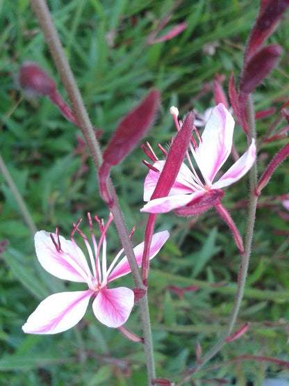  Lindheimer's Kaars (Gaura Lindheimeri 'Siskiyou Pink')