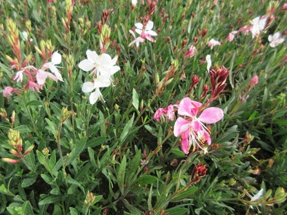  Lindheimer's Kaars (Gaura Lindheimeri 'Siskiyou Pink')