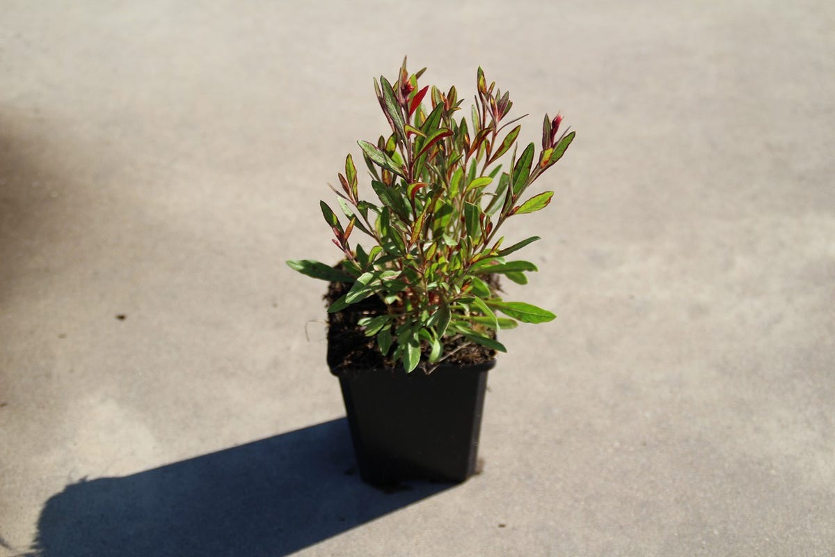  Lindheimer's Kaars (Gaura Lindheimeri 'Siskiyou Pink')