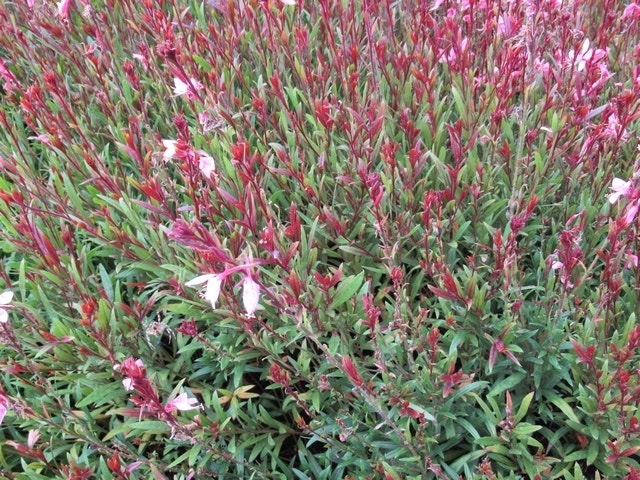  Lindheimer's Kaars (Gaura Lindheimeri 'Siskiyou Pink')