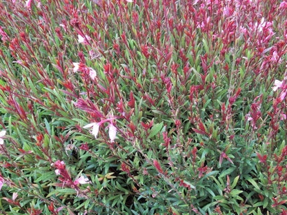  Lindheimer's Kaars (Gaura Lindheimeri 'Siskiyou Pink')
