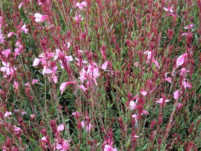  Lindheimer's Kaars (Gaura Lindheimeri 'Siskiyou Pink')