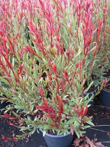  Lindheimer's Kaars (Gaura Lindheimeri 'Siskiyou Pink')