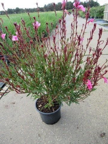  Lindheimer's Kaars (Gaura Lindheimeri 'Siskiyou Pink')
