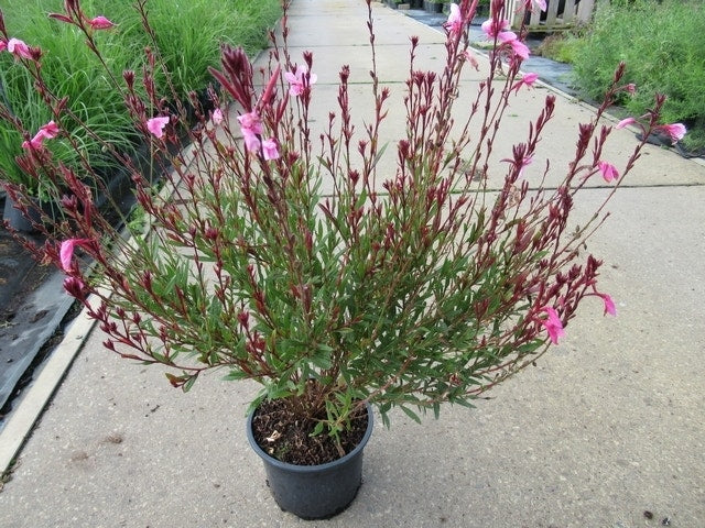  Lindheimer's Kaars (Gaura Lindheimeri 'Siskiyou Pink')