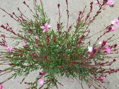  Lindheimer's Kaars (Gaura Lindheimeri 'Siskiyou Pink')