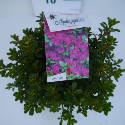  Japanse Azalea (Rhododendron 'Geisha Purple')