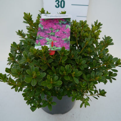 Japanse Azalea (Rhododendron 'Geisha Purple')