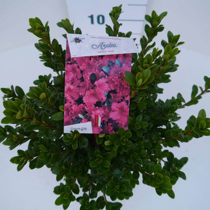  Japanse Azalea (Rhododendron 'Geisha Red')