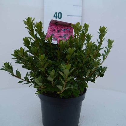  Japanse Azalea (Rhododendron 'Geisha Red')
