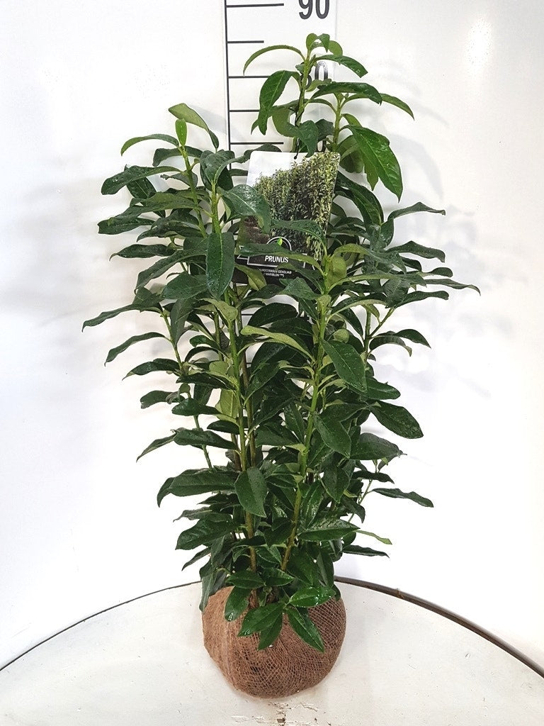  Laurier (Prunus Laurocerasus 'Genolia')