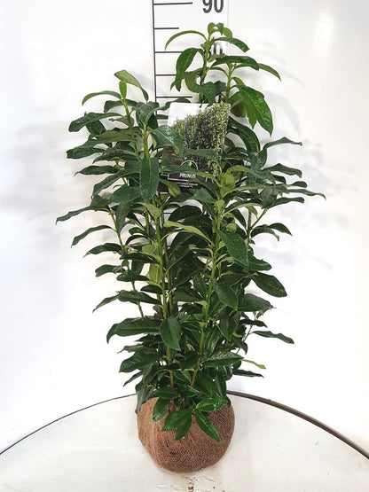  Laurier (Prunus Laurocerasus 'Genolia')