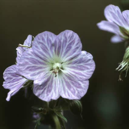  Ooievaarsbek (Geranium Pratense 'Mrs Kendall Clark')