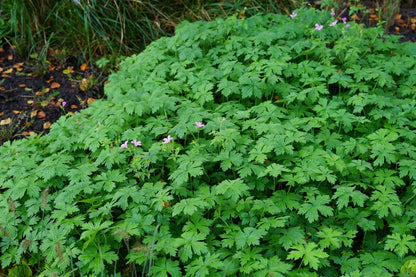  Ooievaarsbek (Geranium Endressii)