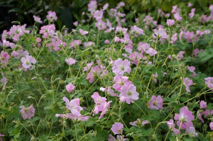  Ooievaarsbek (Geranium 'Dreamland')