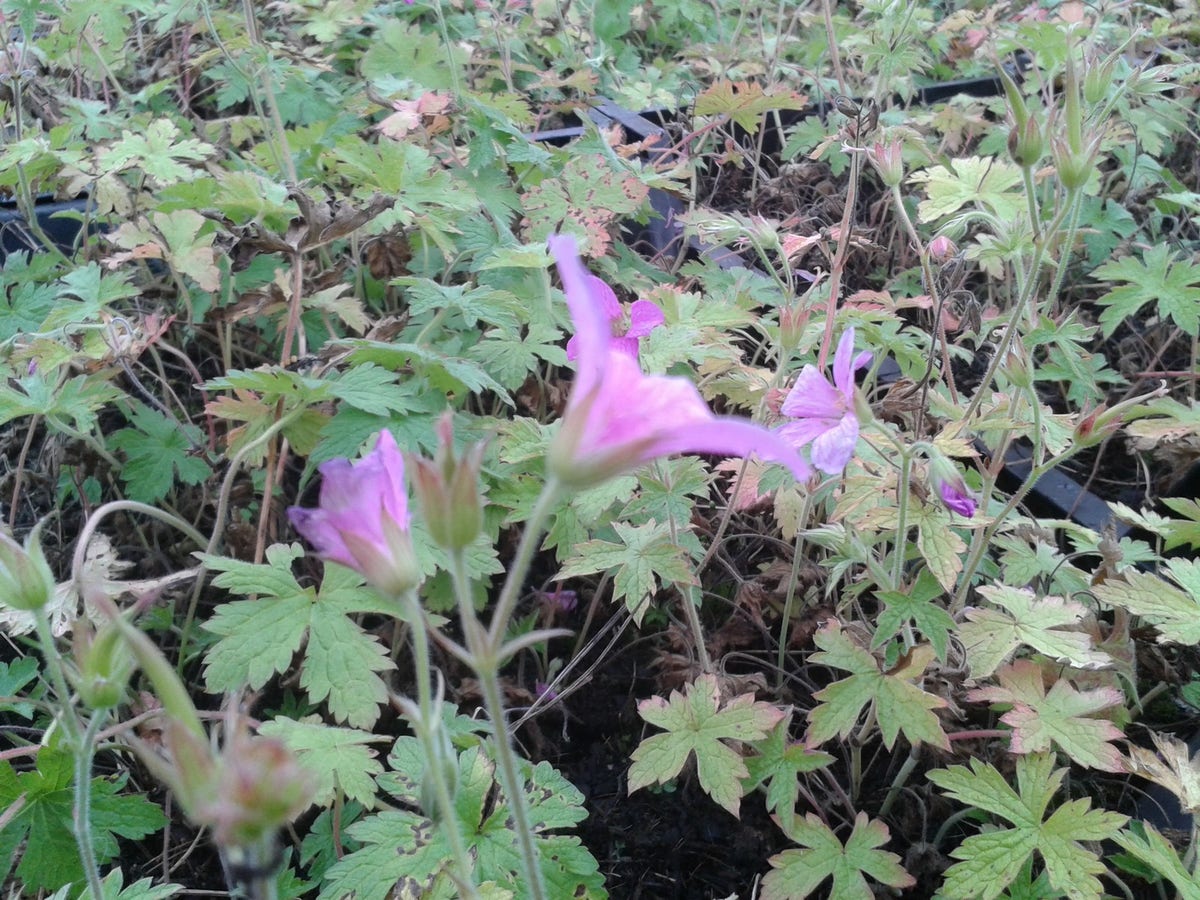  Ooievaarsbek (Geranium Endressii)