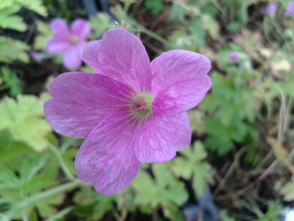  Ooievaarsbek (Geranium Endressii)