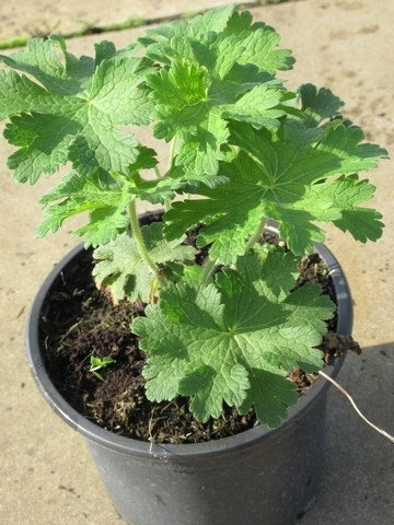  Ooievaarsbek (Geranium Magnificum)