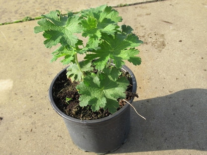  Ooievaarsbek (Geranium Magnificum)