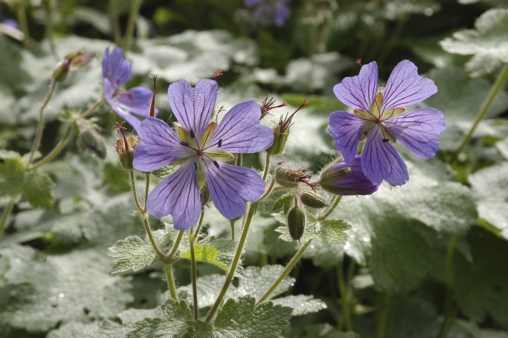  Ooievaarsbek (Geranium 'Philippe Vapelle')