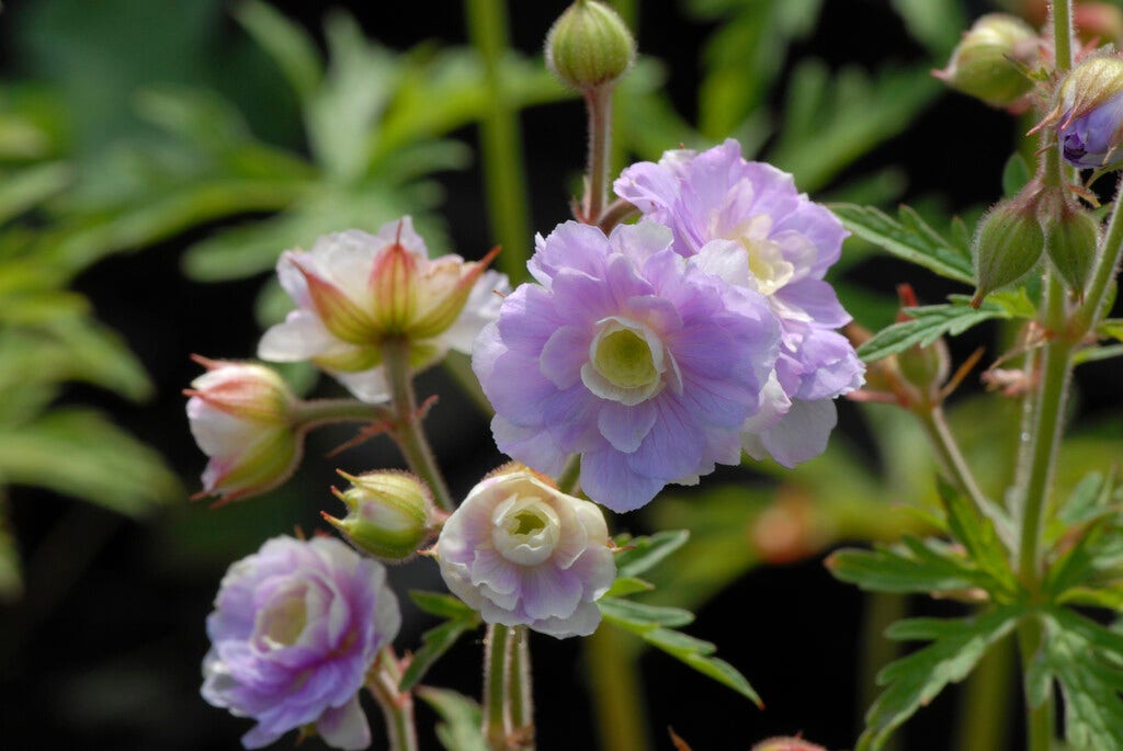  Ooievaarsbek (Geranium Pratense 'Summer Skies')