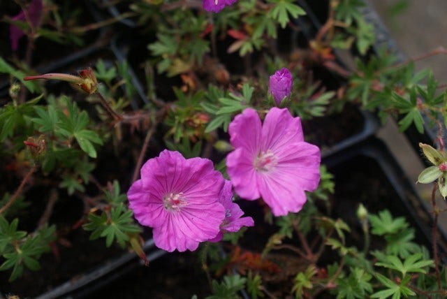  Ooievaarsbek (Geranium Sanguineum 'Ankum's Pride')