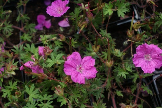  Ooievaarsbek (Geranium Sanguineum 'Ankum's Pride')