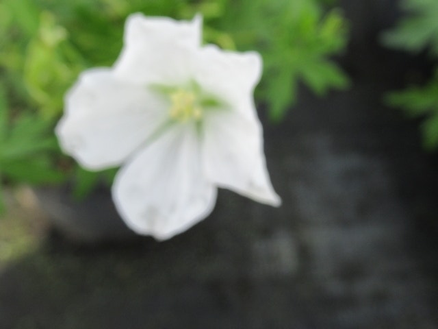  Ooievaarsbek (Geranium Sanguineum 'Album')