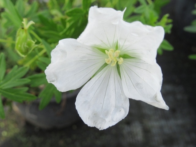  Ooievaarsbek (Geranium Sanguineum 'Album')