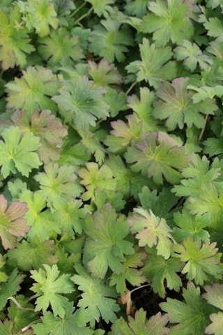  Ooievaarsbek (Geranium Wlassovianum)