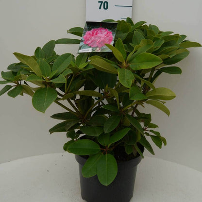  Rhododendron (Rhododendron 'Germania')