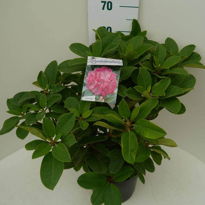  Rhododendron (Rhododendron 'Germania')