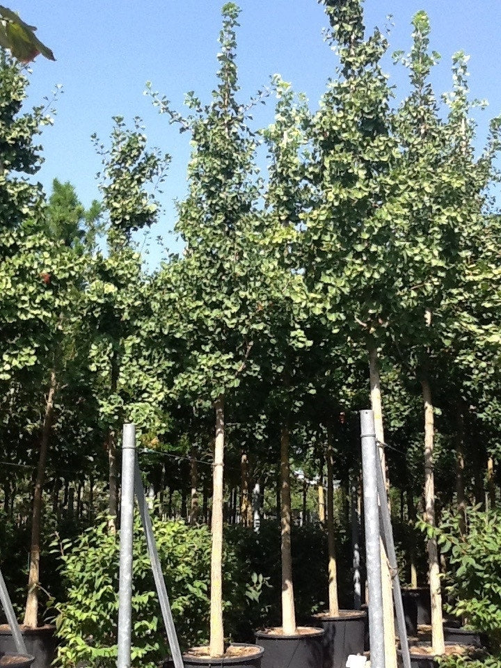  Japanse Notenboom (Ginkgo Biloba)