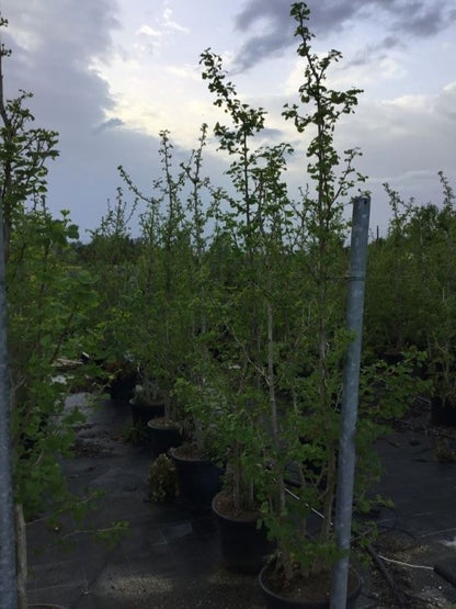  Japanse Notenboom, Meerstammig (Ginkgo Biloba)