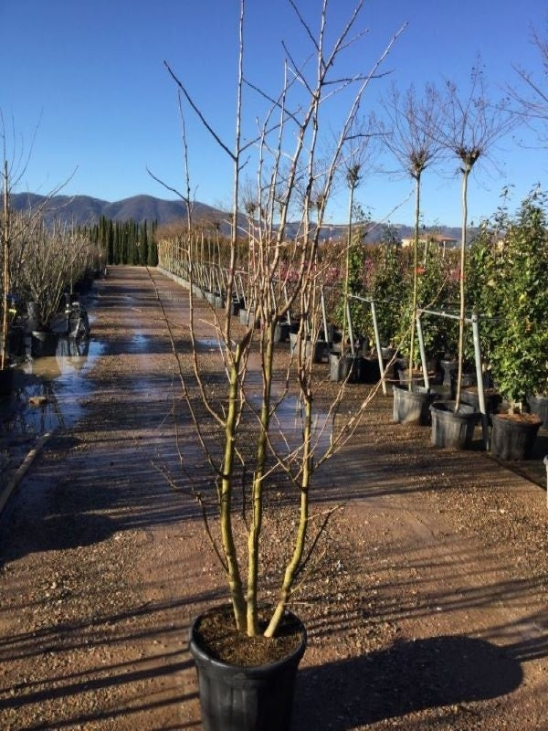  Japanse Notenboom, Meerstammig (Ginkgo Biloba)