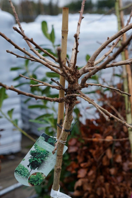  Japanse Notenboom Op Stam (Ginkgo Biloba 'Mariken')