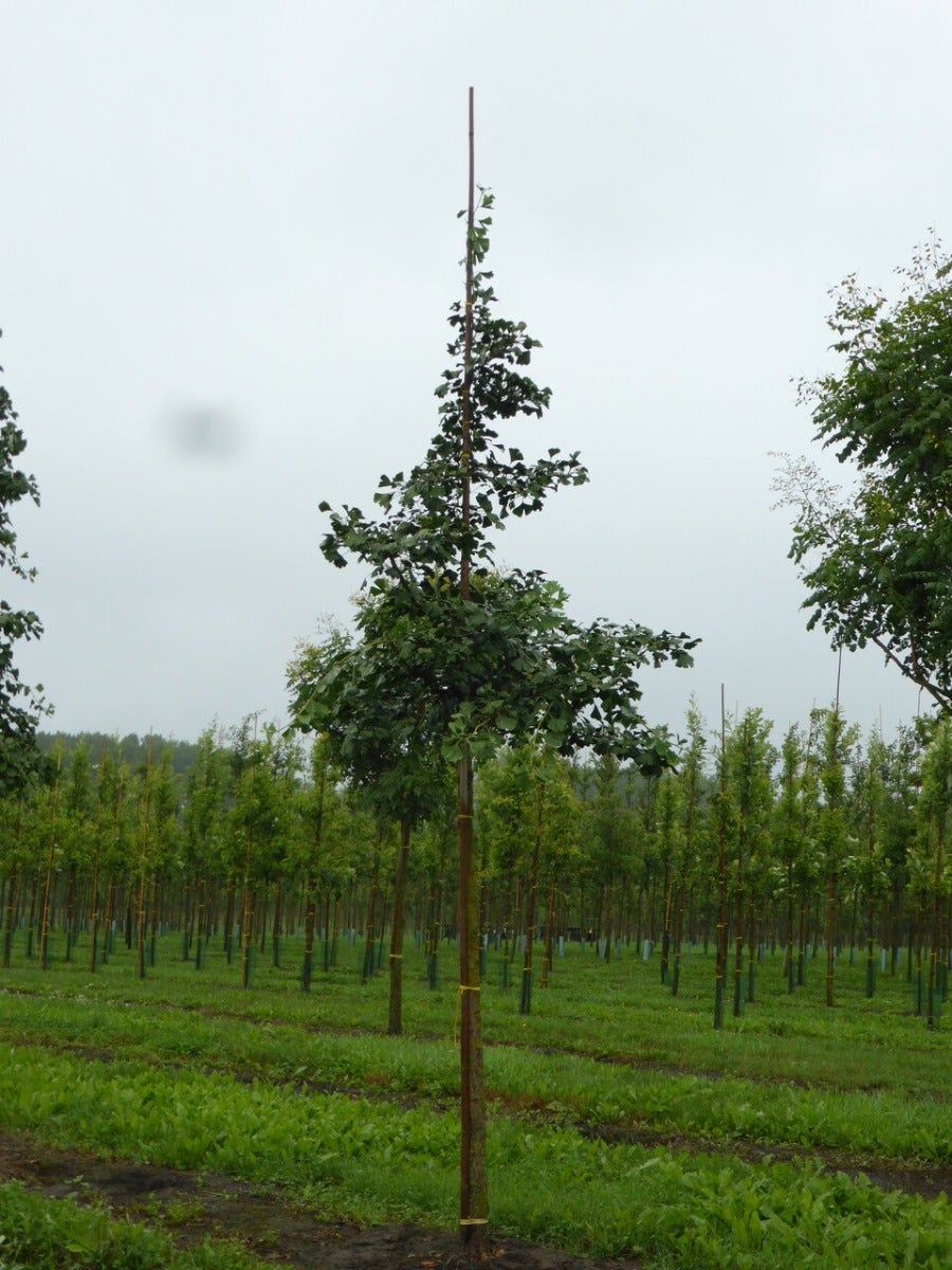  Grote Ginkgo (Ginkgo Biloba)