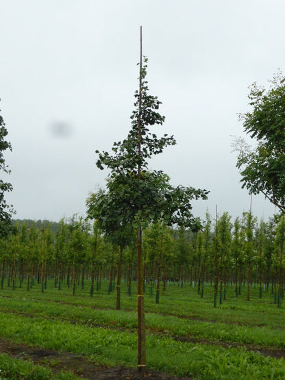  Grote Ginkgo (Ginkgo Biloba)
