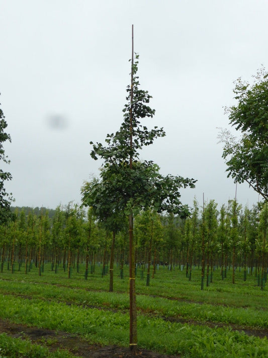  Grote Ginkgo (Ginkgo Biloba)