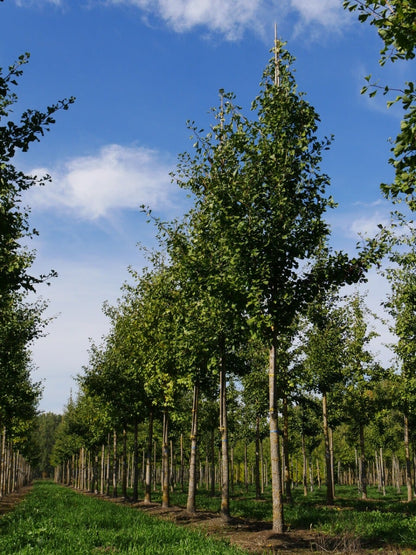  Grote Ginkgo (Ginkgo Biloba)